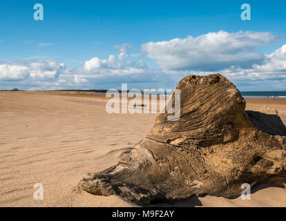 John Muir Country Park, Belhaven Bay, Dunbar, East Lothian, Ecosse, Royaume-Uni, le 25 mars 2018. Soleil du printemps sur une large plage de sable avec ciel bleu et nuages blancs gonflées. Bois flottant dans l'avant-plan dans le sable sur la plage avec le bouchon volcanique reste de Bass Rock à l'horizon au loin. Bass Rock est la plus grande colonie de fous de Bassan au monde Banque D'Images