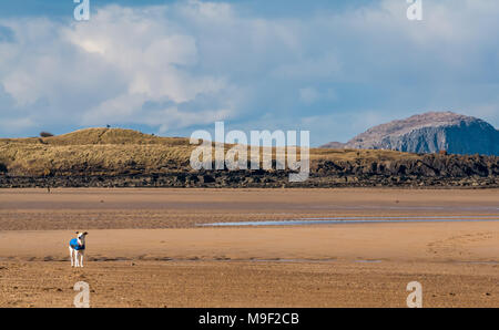 John Muir Country Park, Belhaven Bay, Dunbar, East Lothian, Ecosse, Royaume-Uni, le 25 mars 2018. Soleil du printemps sur une large plage de sable avec ciel bleu et nuages blancs gonflées. Un chien sur la plage avec le bouchon volcanique reste de Bass Rock dans la distance, Bass Rock est la plus grande colonie de fous de Bassan au monde Banque D'Images