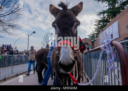 Torrita di Siena, Italie, 25 mars 2018. Portrait d'un âne qui a participer à la course le 25 mars 2018 à Torrita di Siena.La 62e édition de la Palio dei somari âne (race) a eu lieu à Torrita di Siena, du 17 au 25 mars. © Stefano Mazzola / éveil / Alamy News Banque D'Images