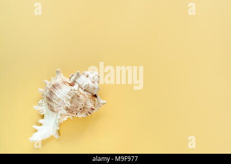 Fond jaune pastel minimaliste de gracieux coquillage texturé sur la gauche et copiez l'espace. Banque D'Images