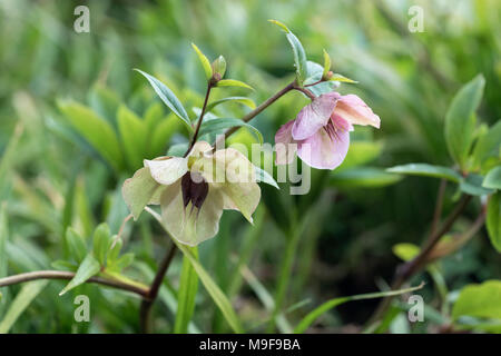 Gros plan sur les hellébores fleuris dans une bordure de jardin printanière, Royaume-Uni Banque D'Images