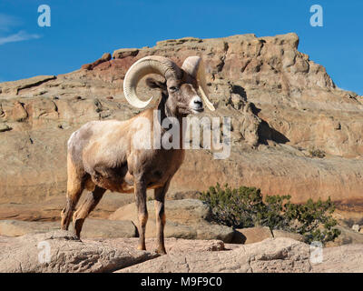 Ram Des mouflons dans les Montagnes Rocheuses du Colorado Banque D'Images