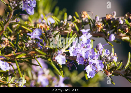 Romarin Banque D'Images