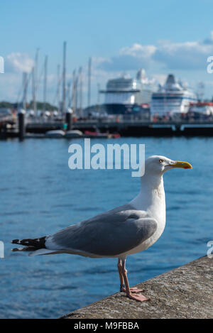 Sea Gull au port de Kiel, Kiel, Kiel, Schleswig-Holstein, Allemagne Banque D'Images