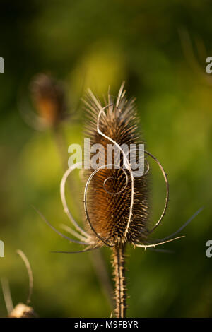 Tête séché sur une cardère sauvage (Dipsacus fullonum), également connu sous le nom de cardère commune ou cardère à foulon. Banque D'Images