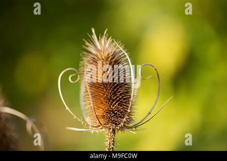 Tête séché sur une cardère sauvage (Dipsacus fullonum), également connu sous le nom de cardère commune ou cardère à foulon. Banque D'Images