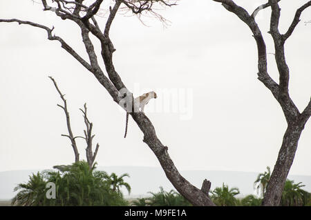 Les Leopard dans un acacia sonder le terrain dans le Serengeti, Arusha, Tanzanie, Afrique du Nord Banque D'Images