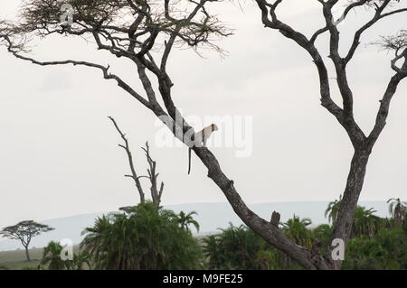 Les Leopard dans un acacia sonder le terrain dans le Serengeti, Arusha, Tanzanie, Afrique du Nord Banque D'Images