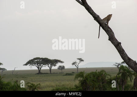 Les Leopard dans un acacia sonder le terrain dans le Serengeti, Arusha, Tanzanie, Afrique du Nord Banque D'Images