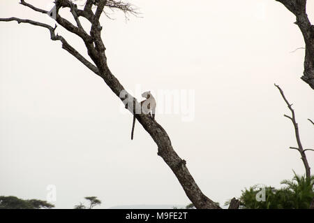 Les Leopard dans un acacia sonder le terrain dans le Serengeti, Arusha, Tanzanie, Afrique du Nord Banque D'Images