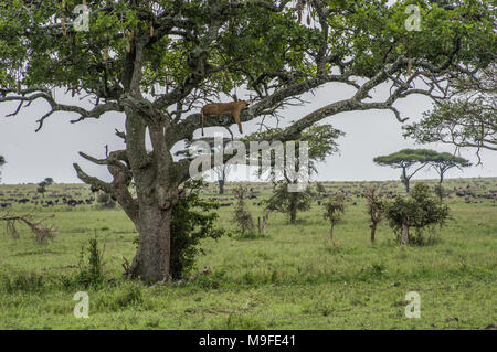 Femme lion, lionne, dormir dans un arbre de saucisses Kigelia africana dans le parc national du Serengeti Tanzanie ses jambes pendre la direction générale ci-dessous Banque D'Images