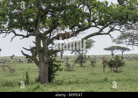 Femme lion, lionne, dormir dans un arbre de saucisses Kigelia africana dans le parc national du Serengeti Tanzanie ses jambes pendre la direction générale ci-dessous Banque D'Images