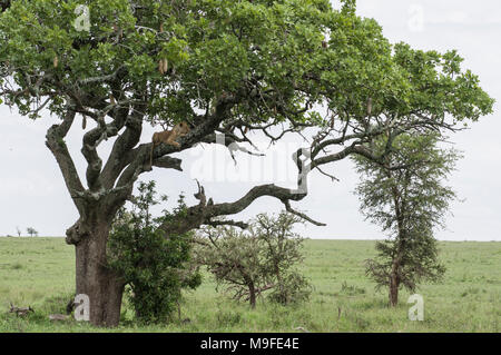 Femme lion, lionne, dormir dans un arbre de saucisses Kigelia africana dans le parc national du Serengeti Tanzanie ses jambes pendre la direction générale ci-dessous Banque D'Images