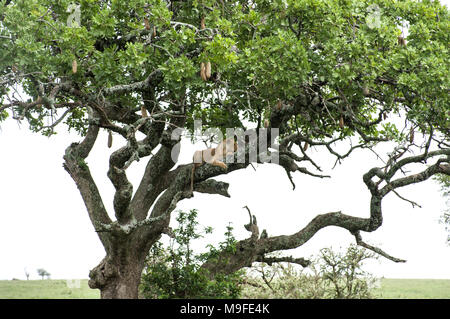 Femme lion, lionne, dormir dans un arbre de saucisses Kigelia africana dans le parc national du Serengeti Tanzanie ses jambes pendre la direction générale ci-dessous Banque D'Images