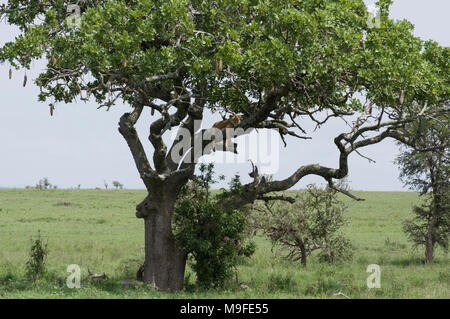 Femme lion, lionne, dormir dans un arbre de saucisses Kigelia africana dans le parc national du Serengeti Tanzanie ses jambes pendre la direction générale ci-dessous Banque D'Images