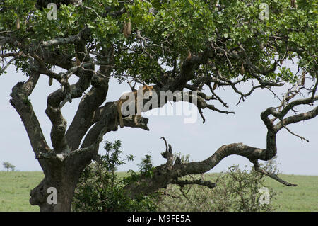 Femme lion, lionne, dormir dans un arbre de saucisses Kigelia africana dans le parc national du Serengeti Tanzanie ses jambes pendre la direction générale ci-dessous Banque D'Images