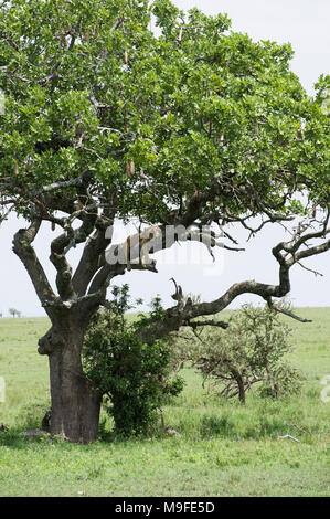 Femme lion, lionne, dormir dans un arbre de saucisses Kigelia africana dans le parc national du Serengeti Tanzanie ses jambes pendre la direction générale ci-dessous Banque D'Images