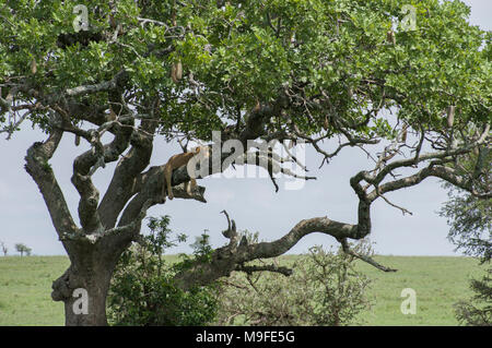 Femme lion, lionne, dormir dans un arbre de saucisses Kigelia africana dans le parc national du Serengeti Tanzanie ses jambes pendre la direction générale ci-dessous Banque D'Images