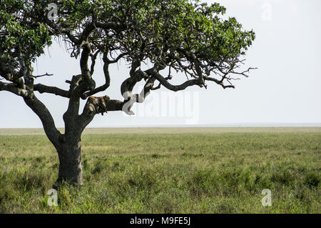 Les Leopard dans un acacia sonder le terrain dans le Serengeti, Arusha, Tanzanie, Afrique du Nord Banque D'Images