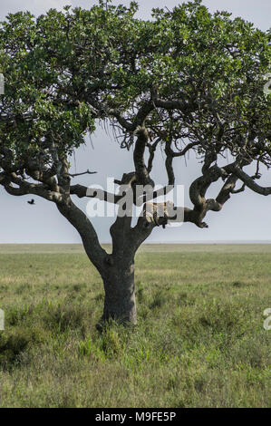 Les Leopard dans un acacia sonder le terrain dans le Serengeti, Arusha, Tanzanie, Afrique du Nord Banque D'Images