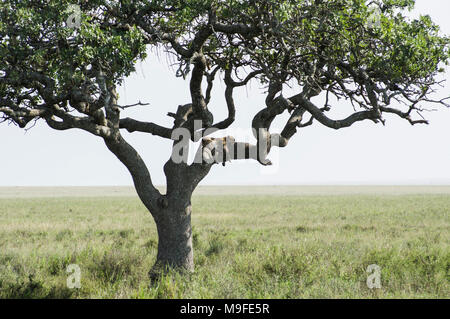 Les Leopard dans un acacia sonder le terrain dans le Serengeti, Arusha, Tanzanie, Afrique du Nord Banque D'Images
