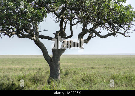 Les Leopard dans un acacia sonder le terrain dans le Serengeti, Arusha, Tanzanie, Afrique du Nord Banque D'Images