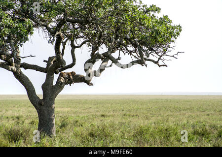 Les Leopard dans un acacia sonder le terrain dans le Serengeti, Arusha, Tanzanie, Afrique du Nord Banque D'Images