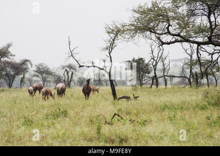 Un petit troupeau de topi - damaliscus lunatus jimela - pâturage dans la longue herbe contre un paysage brumeux d'acacias un mâle alpha Banque D'Images