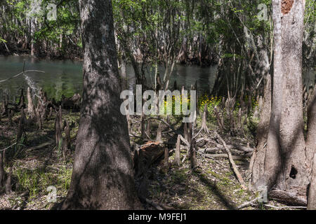 Cyprès à Manatee Springs State Park, Florida USA Banque D'Images