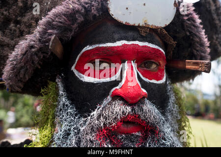 Un Huli Wigman peint et habillé pour la Mount Hagen Spectacle culturel dans les hautes terres de l'Ouest, la Papouasie-Nouvelle-Guinée. Banque D'Images