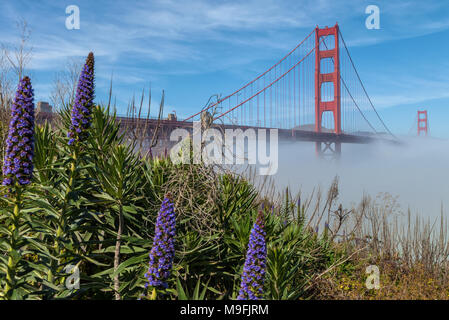 L'emblématique pont du Golden Gate, à faible brouillard sous le pont et de fierté en fleurs fleurs de Madère, San Francisco, California, United States. Banque D'Images