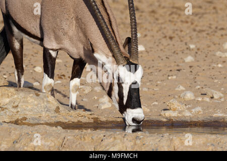 Gemsbok (Oryx gazella) boire à un étang, Kgalagadi Transfrontier Park, Northern Cape, Afrique du Sud, l'Afrique Banque D'Images