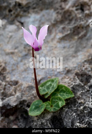 Frais belle plante sauvage cyclamen avec fleur rose et vert feuilles né sur le rocher. Banque D'Images