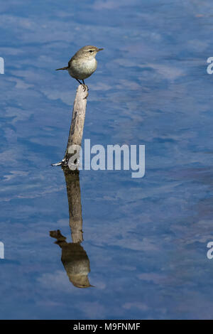 Le grosbec casse-noyaux (Phylloscopus collybita), ou tout simplement le « récent, grosbec casse-noyaux sur la branche dans l'eau Banque D'Images