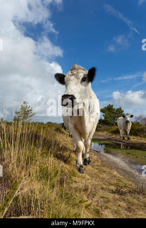 Portrait photographie couleur de la vache blanche face caméra avec un paysage et une autre vache en arrière-plan Banque D'Images