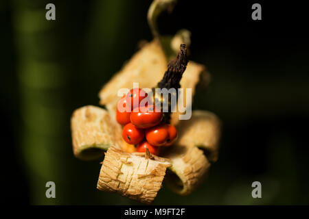 Les baies d'une plante à oreilles d'éléphant géantes (Colocasia). Banque D'Images