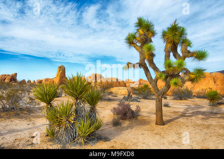 Joshua Tree, Yucca brevifolia, originaire des régions arides du sud-ouest des États-Unis, la plupart vit au désert de Mojave. La photo est prise dans Joshua Tree National Banque D'Images