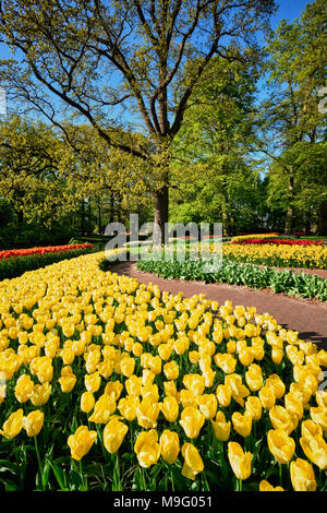 Parterres de tulipes en fleurs au jardin de fleurs Keukenhof, Netherlan Banque D'Images