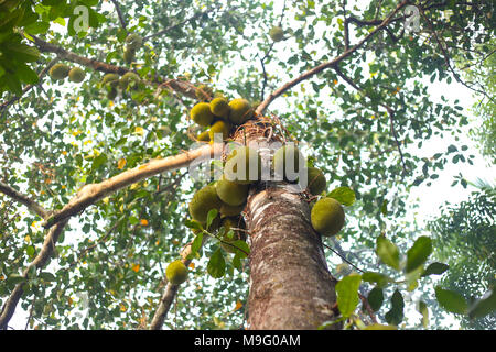 Un jack fruit tree Banque D'Images