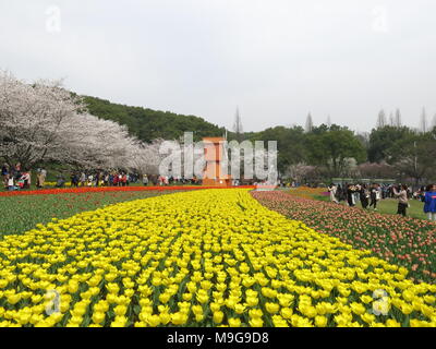 Suzhou, Suzhou, Chine. 24Th Mar, 2018. Suzhou, Chine 24 mars 2018 : les tulipes et les fleurs de cerisier en fleurs à Shangfang Mountain National Forest Park à Suzhou, Province de Jiangsu en Chine de l'Est. Crédit : SIPA Asie/ZUMA/Alamy Fil Live News Banque D'Images