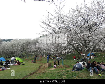 Suzhou, Suzhou, Chine. 24Th Mar, 2018. Suzhou, Chine 24 mars 2018 : les tulipes et les fleurs de cerisier en fleurs à Shangfang Mountain National Forest Park à Suzhou, Province de Jiangsu en Chine de l'Est. Crédit : SIPA Asie/ZUMA/Alamy Fil Live News Banque D'Images