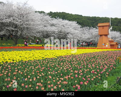 Suzhou, Suzhou, Chine. 24Th Mar, 2018. Suzhou, Chine 24 mars 2018 : les tulipes et les fleurs de cerisier en fleurs à Shangfang Mountain National Forest Park à Suzhou, Province de Jiangsu en Chine de l'Est. Crédit : SIPA Asie/ZUMA/Alamy Fil Live News Banque D'Images