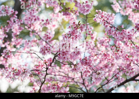 Tokyo, Japon. Mar 26, 2018. Les fleurs de cerisier en pleine floraison à Ueno Park à Ueno Park le 26 mars 2018, Tokyo, Japon. Ueno est un des endroits les plus populaires à Tokyo pour voir les cerisiers Hanami durant la saison. Credit : Rodrigo Reyes Marin/AFLO/Alamy Live News Banque D'Images