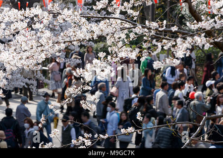 Tokyo, Japon. Mar 26, 2018. Les gens apprécient pleinement a fleuri cerisiers à Ueno Park le 26 mars 2018, Tokyo, Japon. Ueno est un des endroits les plus populaires à Tokyo pour voir les cerisiers Hanami durant la saison. Credit : Rodrigo Reyes Marin/AFLO/Alamy Live News Banque D'Images