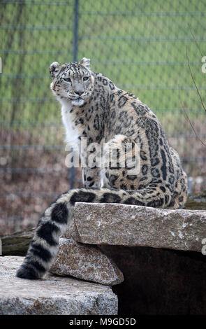 Stuttgart, Allemagne. Mar 26, 2018. Snow Leopard Kailash assis pendant l'ouverture du nouveau snow leopard composé dans le zoo Wilhelma à Stuttgart. Le nouveau complexe offre quatre fois plus de place que leur ancien boîtier. Photo : Sebastian Gollnow/dpa dpa : Crédit photo alliance/Alamy Live News Banque D'Images