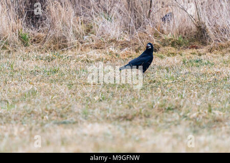 La tour cherche de la nourriture dans le domaine. Il a un gros écrou dans son bec. Un oiseau est aussi connu sous le nom de Raven ou Corvus frugilegus. Banque D'Images