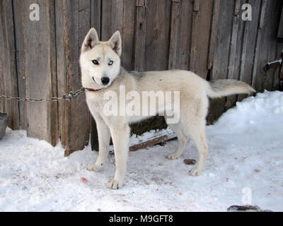 Le Husky Sibérien. Un jeune beau chien - avec les yeux clairs sur la chaîne. Banque D'Images