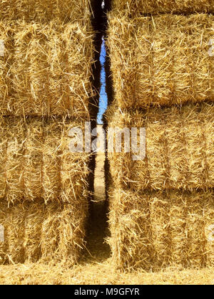 Harvest-Time dans une prairie Worcestershire (Royaume-Uni) Banque D'Images