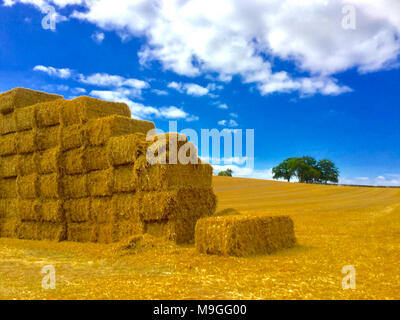 Harvest-Time dans une prairie Worcestershire (Royaume-Uni) Banque D'Images