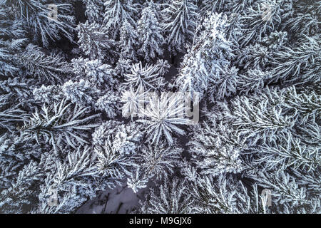 Drone généraux à angle bas sur tree tops hiver enneigé avec image de fond pour la texture poudre Banque D'Images